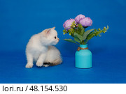 Small white kitten sniffs flowers in a vase. Стоковое фото, фотограф Okssi / Фотобанк Лори