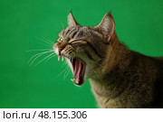 Tabby cat on green screen isolated with chromakey, real shot. Close-up portrait of angry cat hissing and raising up two paws on the green screen. Feline with open mouth, muzzle close up. Says meow. Стоковое AI-изображение, AI-художник Марина Демидюк / Фотобанк Лори