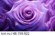 unfurling purple rose background ai generated. Стоковое AI-изображение, AI-художник Vectorwin / Фотобанк Лори