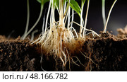 phyto plant chemistry Finally ai generated. Стоковое AI-изображение, AI-художник Vectorwin / Фотобанк Лори