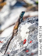 Summer animal wildlife wallpaper. Small colorful lizard in the wild on a stone. Стоковое фото, фотограф Екатерина Якименко / Фотобанк Лори