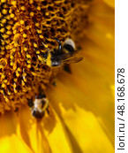 Close up photo of a honey bee pollinates sunflower. Стоковое фото, фотограф Сергей Пристяжнюк (Serg Zastavkin) / Фотобанк Лори