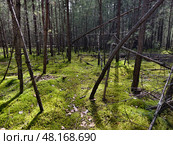 Фото соснового мохового леса. Караканский Бор. Photograph of a mossy forest on a summer day. Стоковое фото, фотограф Сергей Пристяжнюк (Serg Zastavkin) / Фотобанк Лори
