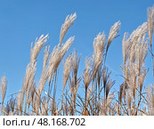 Silvergrass or Miscanthus sinensis grass on blue sky background. Стоковое фото, фотограф Сергей Пристяжнюк (Serg Zastavkin) / Фотобанк Лори