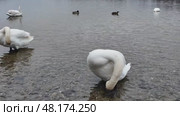 Лебеди весной на чистом водоёме. Стоковое видео, видеограф Руслан Лесков / Фотобанк Лори