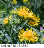 Девясил иволистный (Inula salicina).Растение в период цветения. Стоковое фото, фотограф Евгений Мухортов / Фотобанк Лори