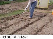 A man marks out with the help of special large three pronged rakes the dug up area for planting potatoes. Стоковое фото, фотограф Ольга Солопова / Фотобанк Лори
