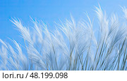 vibrant blue fescue ai generated. Стоковое AI-изображение, AI-художник Vectorwin / Фотобанк Лори
