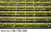 hydroponic agricultural landscape ai generated. Стоковое AI-изображение, AI-художник Vectorwin / Фотобанк Лори