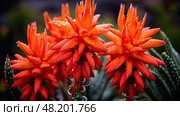 petals aloe ferox ai generated. Стоковое AI-изображение, AI-художник Vectorwin / Фотобанк Лори