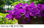 heshaped ipomoea sweet potato ai generated. Стоковое AI-изображение, AI-художник Vectorwin / Фотобанк Лори