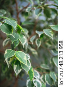 Close-up of a weeping fig, ficus benjamina, showing its variegated leaves with shades of green and white, creating a beautiful natural pattern. Стоковое фото, фотограф Ольга Ильина / Фотобанк Лори