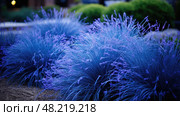 garden blue fescue ai generated. Стоковое AI-изображение, AI-художник Vectorwin / Фотобанк Лори