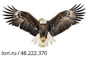 Bald Eagle In Flight Displaying Massive Wingspan Against White Background. Стоковое AI-изображение, AI-художник Данила Большаков / Фотобанк Лори