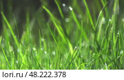 Green nature background with water dew drops on grass. Стоковое видео, видеограф Михаил Коханчиков / Фотобанк Лори