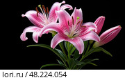 bud pink lilly ai generated. Стоковое AI-изображение, AI-художник Vectorwin / Фотобанк Лори