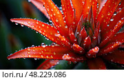 vibrant aloe ferox ai generated. Стоковое AI-изображение, AI-художник Vectorwin / Фотобанк Лори