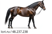 A horse is walking on a white background. Стоковое AI-изображение, AI-художник Ярославский Максим / Фотобанк Лори