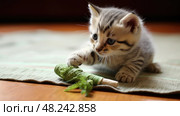 kitten catnip plant ai generated. Стоковое AI-изображение, AI-художник Vectorwin / Фотобанк Лори