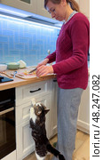 The cat begs for meat, which the hostess cuts for borscht. Vertical footage. Стоковое фото, фотограф Ирина Старикова / Фотобанк Лори