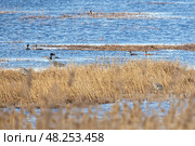 Gray herons situated among tall reeds and wetland waters, Стоковое фото, фотограф EugeneSergeev / Фотобанк Лори