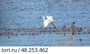 A graceful white egret in flight over a tranquil wetland landscape. Стоковое фото, фотограф EugeneSergeev / Фотобанк Лори