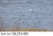 A serene moment captured as a Great egret bird flies. Стоковое фото, фотограф EugeneSergeev / Фотобанк Лори