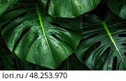 calathea tropical plant leaves ai generated. Стоковое AI-изображение, AI-художник Vectorwin / Фотобанк Лори