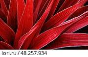 plant red yucca ai generated. Стоковое AI-изображение, AI-художник Vectorwin / Фотобанк Лори