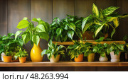 leaves golden pothos ai generated. Стоковое AI-изображение, AI-художник Vectorwin / Фотобанк Лори
