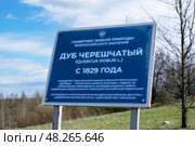 Табличка с описанием дуба черешчатого (Quercus robur L.) - памятника живой природы всероссийского значения. Деревня Ириновка во Всеволожском районе Ленинградской области. Редакционное фото, фотограф Румянцева Наталия / Фотобанк Лори