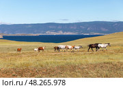 Baikal Lake in summer. Horses with foals graze on the steppe meadows of Olkhon Island against the background of the Maloye More strait on a sunny August day. Pribaikalsky Nature Park. Стоковое фото, фотограф Виктория Катьянова / Фотобанк Лори