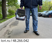 An elderly man holds a cat in a carrier. Pet transportation, traveling with a pet. A close friend of an elderly man. Стоковое фото, фотограф Терехова Марина / Фотобанк Лори