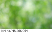 Defocused nature video background. Blurred green leaves and grass lawn in sunlight. Close up. Abstract natural backdrop, beauty bokeh. Blur of summer meadow. Mock Up for Bio Care, Eco Product Montage. Стоковое видео, видеограф Марина Демидюк / Фотобанк Лори