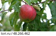 Ripe Apples in the Apple Orchard before Harvesting. Big Red delicious Apples Hanging from a Tree Branch in the Fruit Garden at Fall Harvest. Basket of Apples. Autumn Cloudy Day, Soft Shadow. 4K. Стоковое видео, видеограф Марина Демидюк / Фотобанк Лори
