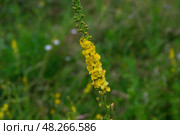 Репешок, Agrimonia parviflora, прямое растение с несколькими стеблями, соцветие из нескольких маленьких желтых цветков. Стоковое фото, фотограф Андрей Цыганков / Фотобанк Лори