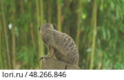 Meerkat sitting on tree trunk. Стоковое видео, видеограф Михаил Коханчиков / Фотобанк Лори