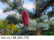 Розовая шишка на голубой ели Picea asperata (ель шероховатая) Стоковое фото, фотограф Евгения Золкина / Фотобанк Лори