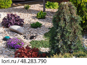 Можжевельник горизонтальный на штамбе Juniperus horizontalis Wiltonii усыпанный ягодами в композиции разных декоративных растений для формирования зимнего сада. Стоковое фото, фотограф Евгения Золкина / Фотобанк Лори
