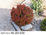 Красный шаровидный карликовый барбарис Тунберга (berberis thunbergii) Bagatelle в композиции камней и других декоративных растений. Стоковое фото, фотограф Евгения Золкина / Фотобанк Лори