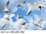 Фотографии морских чаек на фоне неба. Marine gulls on a blue background. Стоковое фото, фотограф Татьяна Д / Фотобанк Лори