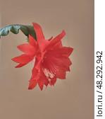 Red Orchid Cactus Flower in Bloom on Neutral Background. Стоковое фото, фотограф Ирина Кононова / Фотобанк Лори