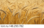 stalks monoculture crop farm ai generated. Стоковое AI-изображение, AI-художник Vectorwin / Фотобанк Лори