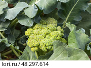 Vitamin fresh broccoli cabbage in the summer in the garden bed at the dacha. Growing organic vegetables as a hobby. Green natural background/ Top view, close-up. Стоковое фото, фотограф Виктория Катьянова / Фотобанк Лори