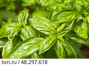 Top view of juicy, aromatic, vitamin-rich basil on a garden bed with fresh organic leafy vegetables. Gardening as a hobby. Herbal green natural background. Flat lay, close-up, mock up. Стоковое фото, фотограф Виктория Катьянова / Фотобанк Лори
