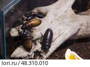 Коричневые и черные мадагаскарские шипящие тараканы (gromphadorhina portentosa) сидят в террариуме на ветке дерева. Снято в государственном зоологическом парке Удмуртии (ижевском зоопарке). Крупный план. (2021 год). Стоковое фото, фотограф Александр Ермулин / Фотобанк Лори