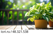 herbs backyard plants ai generated. Стоковое AI-изображение, AI-художник Vectorwin / Фотобанк Лори