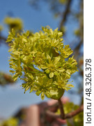 The flower buds of the holly maple are blooming (lat. Acer platanoides). Holly maple is a woody plant species of the genus Maple (Acer) of the Sapindaceae family. Стоковое фото, фотограф Андрей Жигальцов / Фотобанк Лори