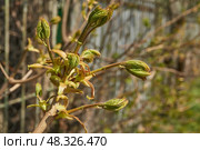 From the leaf buds of the holly maple (Lat. Acer platanoides) the leaves unfolded. Holly maple, or sycamore maple is a woody plant a species of the genus Maple (Acer) of the Sapindaceae family. Стоковое фото, фотограф Андрей Жигальцов / Фотобанк Лори