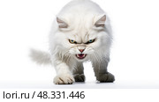 claws angry cat white background ai generated. Стоковое AI-изображение, AI-художник Vectorwin / Фотобанк Лори